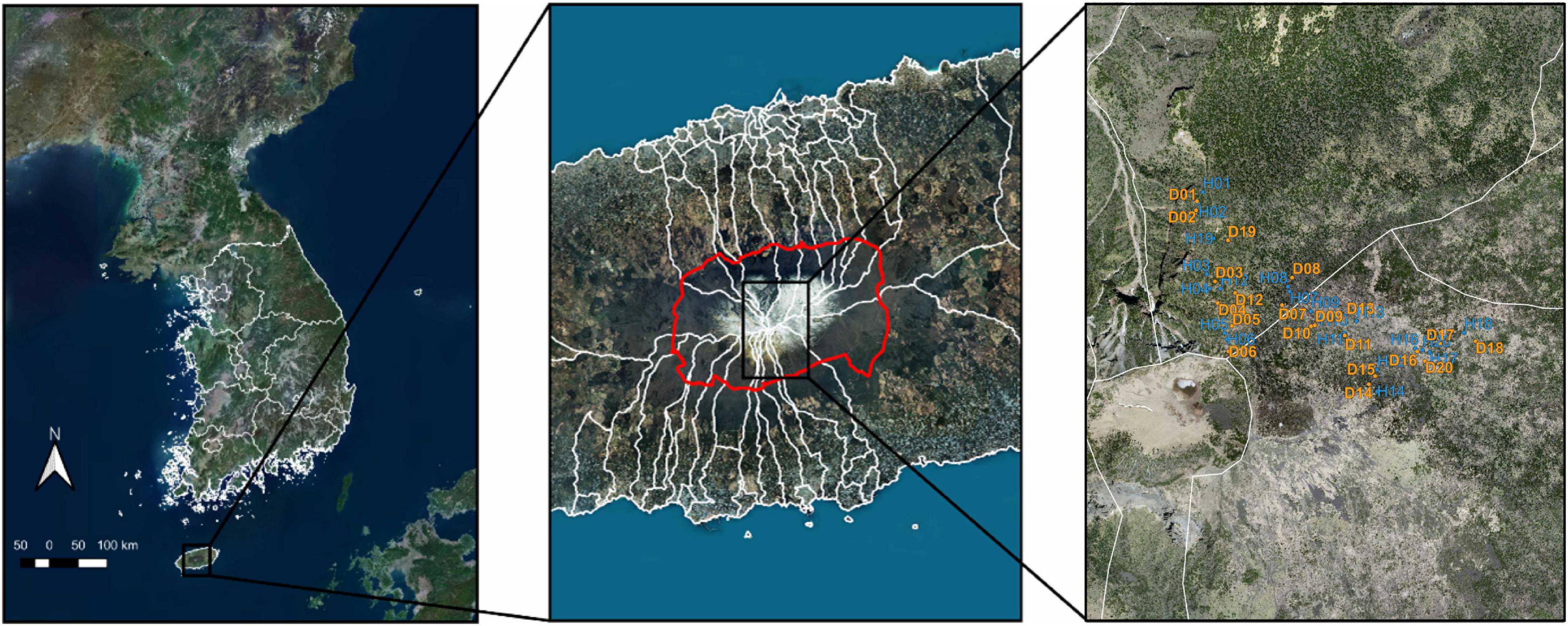 The death of Korean fir (Abies koreana) affects soil symbiotic fungal microbiome: Preliminary findings